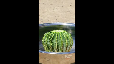 use Cactus to cook tasty meal outdoor