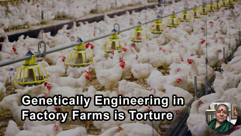 Genetically Engineering Animals In Factory Farms To Fit Into Torture Mode - Vandana Shiva, PhD