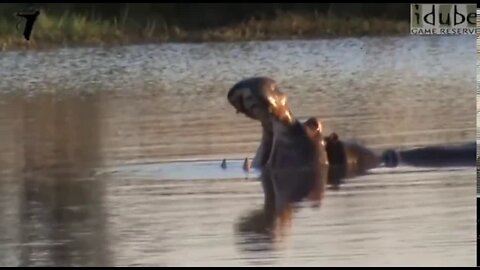 Hippo Yawn