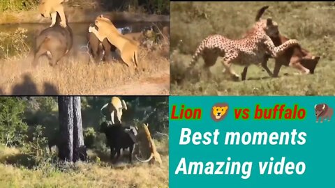 Best Amazing Moments Video | LION 🦁 VS BUFFALO 🦬 || 2022 ||