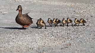Mom Takes Ducklings for a Beach Walk