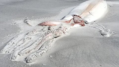 Breaking: "Nephilim Quid" 13 Foot Long Washes Up In New Zealand