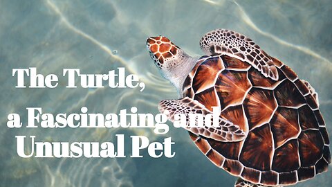 The Turtle, a Fascinating and Unusual Pet