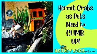 Hermit Crabs as Pets Need to CLIMB UP!