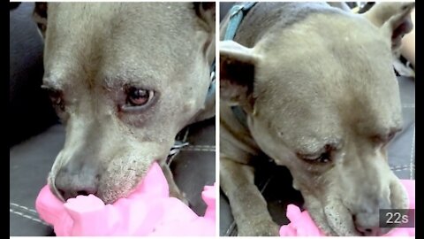 Rescued pit bull with incredible story loves new squeaky toy