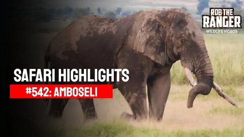 Safari Highlights #542: 02 & 03 March 2020 | Amboseli/Zebra Plains | Latest Wildlife Sightings