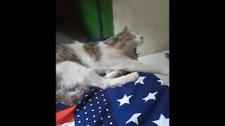 Funny cat - Don't try to disturb me!