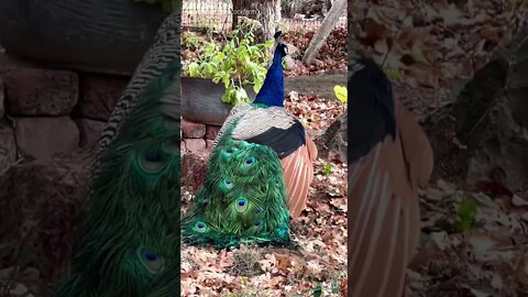 Pavão Bonito...(Peacock)