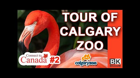 The Amazing Tour of Calgary Zoo | Connect to Canada | BkBhoooM