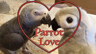 Einstein the Parrot falls in love with toy parrot