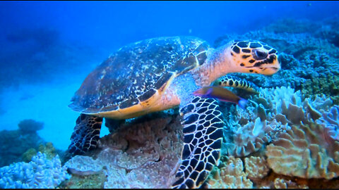 Sodwana Bay Marine Park Turtles