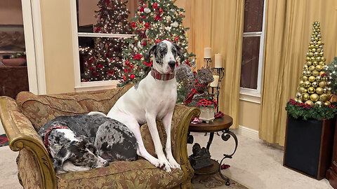 Funny Velcro Rescue Great Dane Loves To Share Personal Space