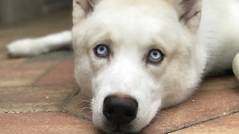 Husky worried after becoming a Dad!