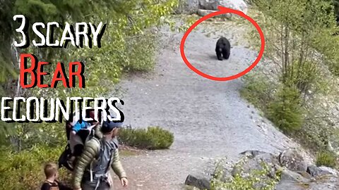3 scary bear encounters to educate you