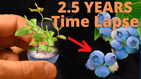 Growing Blueberries from Seeds to BERRIES Time Lapse