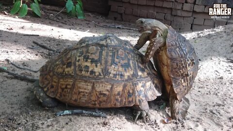 Pair Of Leopard Tortoises In My Garden! | One Of Africa's "Small Five"