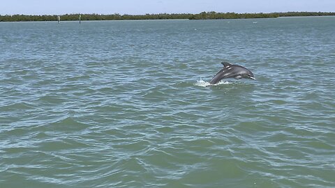 Dolphins 🐬 Jump For Joy #Dolphin #Jump #FYP #MarcoIsland #mywalksinparadise #4K #DolbyVisionHDR