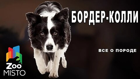 📹 Border Collie - All about the dog breed | Border collie dog