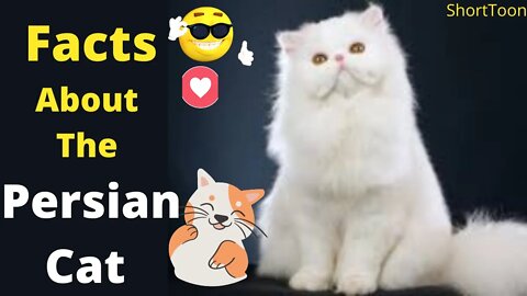 6 Facts About the Persian Cat | The King of the Lap Nappers | ShortToon