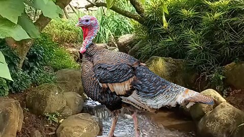 "Gobbling Guardians: Exploring the Fascinating World of Turkeys"