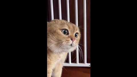 Funny cats and dog video funniest animals ever