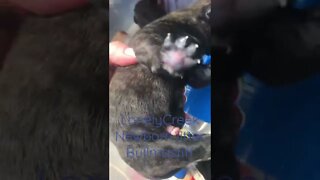 Newborn puppies LonelyCreek bullmastiff ch Chip litter