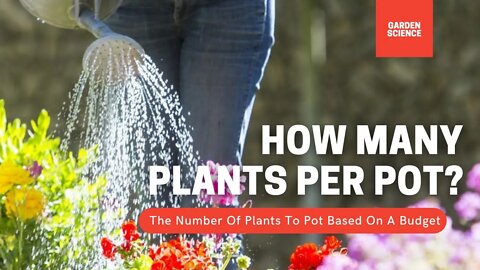 How Many Plants Per Pot? How To Make A Full Looking Pot On A Budget | Gardening in Canada