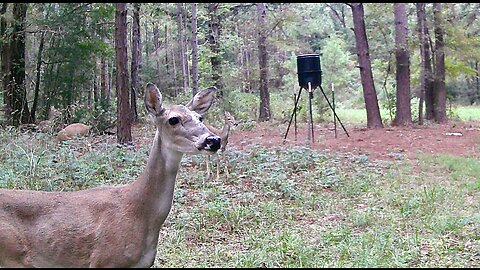 Texas Night Hogs & Deer Weekly 10/12/23