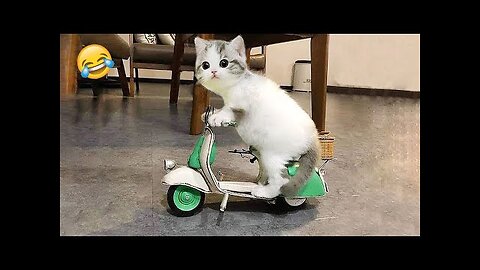 TRY NOT TO LAUGH [IMPOSSIBLE] [CLEAN] Funny Animal Videos - Funny Cats And Dogs