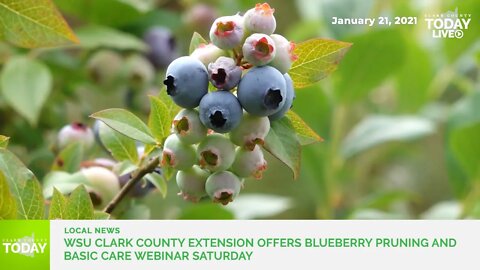 WSU Clark County Extension offers Blueberry Pruning and Basic Care Webinar Saturday