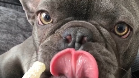Frenchbulldog licks fizzy collar bottle