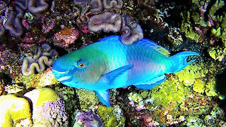 Gigantic beautiful fish creates the sand on our tropical beaches