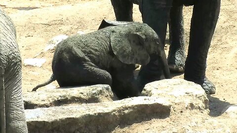 Baby Elephant Deals With An Itch It Can't Scratch
