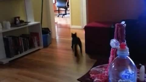 Harley the kitten plays fetch like a dog!