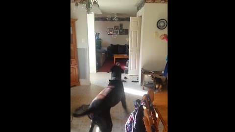 Great Dane's first experience with bubbles!