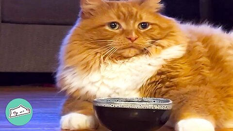 Fluffy Cat Won’t Stop Rocking Bowl Until She Gets Snack | Furry Buddies