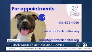Clear the Shelter adoption event August 23-31 at the Humane Society of Harford County