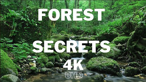 Forest Secrets Nature Relaxation Film with Beautiful Piano Music 4K HD