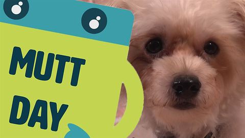 Name The Day: Mutt Day