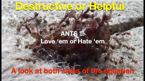 Ants!! Love 'Em or Hate 'Em