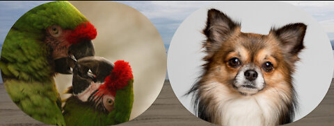 cute animals (domestic parrot and so cute chihuahua)