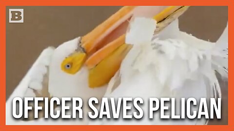 Oklahoma Trooper Frees Pelican's Foot from Fish Hook