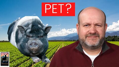 Is a pig a pet or livestock? Does it depend on the pig?…156