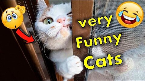 Funny Animals video 😂 | funny reaction cat