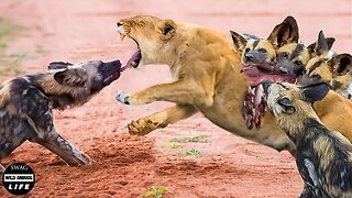 Brutal PREDATOR In The Grasslands Of Africa