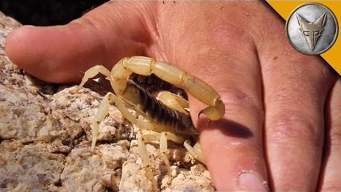 Stung by a Scorpion - with Sting Closeup!
