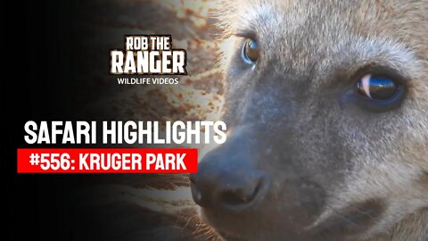 Safari Highlights #556: 24 & 25 August 2020 | Kruger National Park | Latest Wildlife Sightings