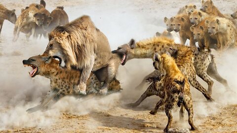 The Bone Crushing Hyenas ( Matriarchal Queen ) HD