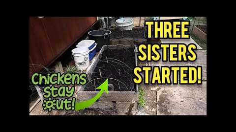 Three Sisters Garden Started! - Ann's Tiny Life and Homestead