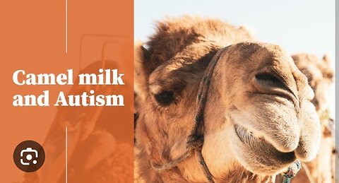 Camel milk drinking in hOt Desert in Saudi Arabia